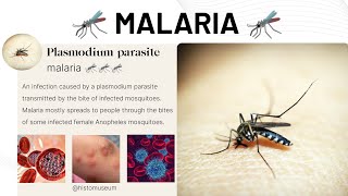 Malaria 🦟🦟🦟 malaria satisfying lab [upl. by Nylasoj]