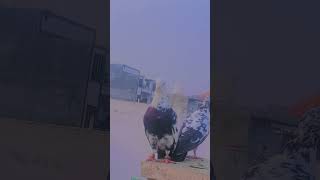 Pigeon Attitude 😈😈🤬🔥🔥 bird kabootar attitude [upl. by Stamata802]