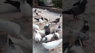 Best feed for Highflyers pigeon [upl. by Ertnom]