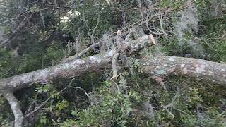 Giant oak fellstill cutting [upl. by Pond]