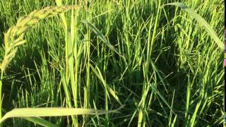 Australasian Bittern nest in a rice field near Murrami NSW [upl. by Egas]