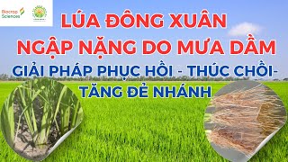 LÚA ĐÔNG XUÂN NGẬP NẶNG DO MƯA DẦM GIẢI PHÁP PHỤC HỒI THÚC CHỒI  TĂNG ĐẺ NHÁNH [upl. by Maroney]