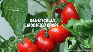 Genetically Modified Crops  Malayalam  Golden Rice  Flavr Savr Tomato [upl. by Weiman436]