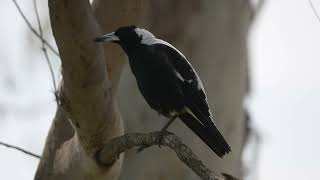 Magpie Warbles On One Leg And Friend Shows Up [upl. by Bridget435]