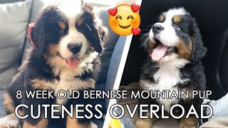 We got a PUPPY 🥰❤ 8 Weeks old Bernese Mountain Dog CUTENESS OVERLOAD [upl. by Brinson]