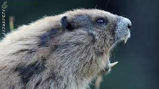 Olympic Marmot Alarm Calls [upl. by Spratt]