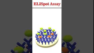 ELISpot Assay animation immunology [upl. by Acirej]