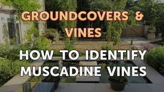 How to Identify Muscadine Vines [upl. by Mercedes762]