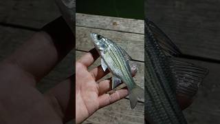 White bass at the fishermans point resort in Marina Richlandchambersreservoir [upl. by Ayekim644]