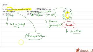 In anther culture the androgenic haploid plants are obtained from [upl. by Sherrard]