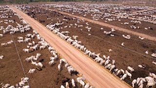 247 Million Cattle In Australia Are Raised This Way  Australia Farming [upl. by Josephson]