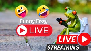 Catching frog । Funny make you laugh  New funny animal video  Frog jumping funny [upl. by Schreiber]