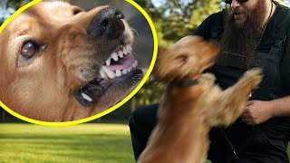 Dog BITES Its Owner How I Fix It Quickly [upl. by Michelle]