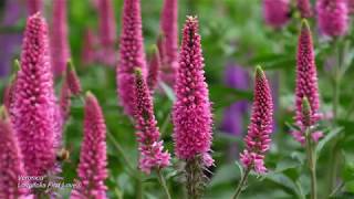 Veronica First Longifolia First Love® 4K [upl. by Dagney]