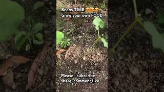 GROWBEANS planted eight days agoyoutubeshorts viralvideo gardenning shortvideo shorts short [upl. by Daahsar]