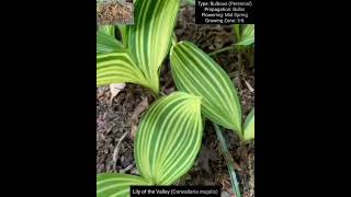 Bulbous Plants Series Haemanthus Convallaria Ornithogalum and Freesia Species [upl. by Aldredge]