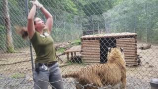 Tiger World  TiLigar Tries to Eat Trainer [upl. by Iblok]