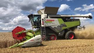 New Claas TRION 750 TERRA TRAC APS HYBRID combine harvesting wheat [upl. by Sale]