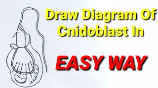 how to draw diagram of cnidoblast  how to draw structure of cnidoblast [upl. by Orihakat]