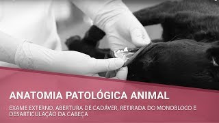 Anatomia Patológica Animal  Parte 1 [upl. by Dotson]