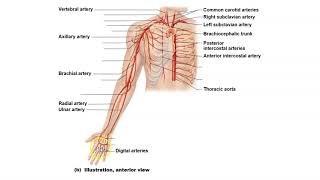 BIO 169  Arteries Review [upl. by Annahvas]