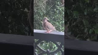 Eared Dove  Zenaida auriculata [upl. by Yslek481]