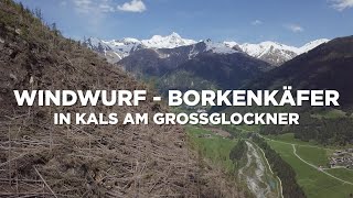 Vom Windwurf bis zum Borkenkäfer  Kalsertal [upl. by Anifesoj336]