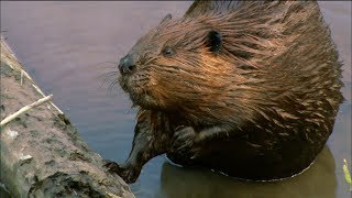 How Do Beavers Build Dams  Nature on PBS [upl. by Waddell199]