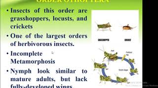 Classification Of Insect Order Orthoptera  Forest Education [upl. by Inwat]