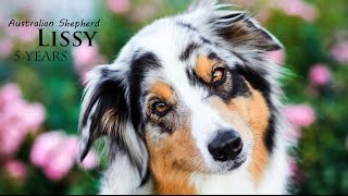 Australian Shepherd Lissy  5 Years ♡ [upl. by Nayek764]