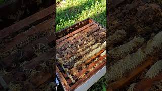 wild mountain thyme honey bee scene honey bee harvest harvesting wild honey in the forest [upl. by Nahgam558]