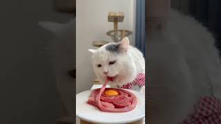 🇱🇷 USA Cat Eating ASMR  Healthy Food Eating  Pure Meat  None Cooking Food Eating  eatingfood [upl. by Dombrowski]