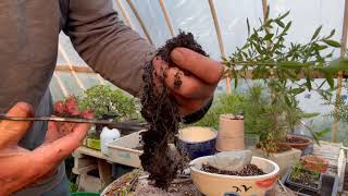 makeing serissa bonsai for the market [upl. by Tlevesor]