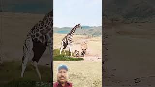 Giraffe successfully escapes from li lionvsgiraffe animals [upl. by Eidde]