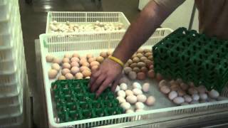 Tour Murray McMurray Hatchery [upl. by Snoddy]