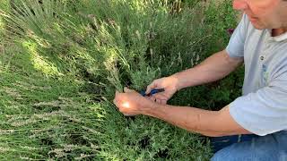 Deadheading Lavender in the Late Summer Garden [upl. by Rebmeced]