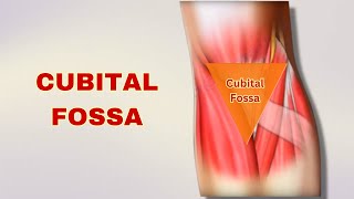 Cubital Fossa Explained Anatomy Boundaries Contents  Doctor Speaks [upl. by Marge]