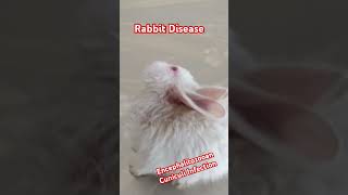 Encephalitozooan Cuniculi Infection in Rabbit [upl. by Lambert]