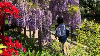 Ashikaga Flower Park  Westeria Festival  Part Two [upl. by Shamus]