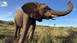 Walk through the bush with the Jabulani Elephant Herd 🐘🌿 [upl. by Herrle]