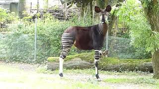 Vacker Okapi Okapi at Copenhagen Zoo Okapia johnstoni Zoologisk Have København [upl. by Wallache704]