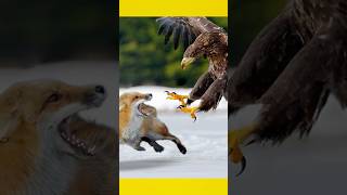 மனிதர்களை உண்ணும் கழுகு  dangerous Eagle in the world facts eagles [upl. by Just545]