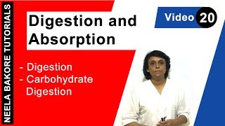 Digestion and Absorption  NEET  Digestion  Carbohydrate Digestion  Neela Bakore Tutorials [upl. by Aneg]