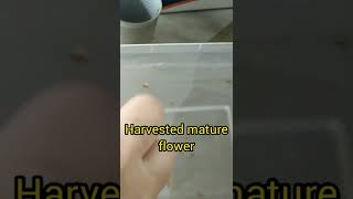 How to propagate butterfly plant from seeds [upl. by Aeli]