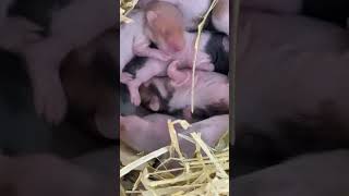 Gözlerim yaşardı bu kadar yol katedilmesini beklemiyordum 🥲 babyhamster hamsters [upl. by Boleslaw]