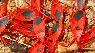 КЛОПЫ КАННИБАЛЫ красноклопы красные солдатики the FIREBUG CANNIBALS Pyrrhocoris apterus [upl. by Alodee170]