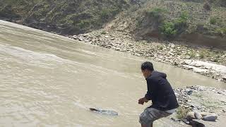 Goonch River Monster 20 Kg fishing at Koshi River Nepal [upl. by Mccomb]