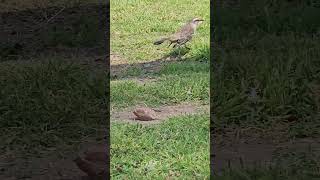 Sinsonte calandria Mimus saturninus  The chalkbrowed mockingbird Mimus saturninus [upl. by Dupuy]