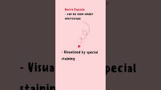 Structure of Bacteria  Bacterial Capsule bacteriamicrobiology bacterialcapsulebscmicrobiology [upl. by Joe]