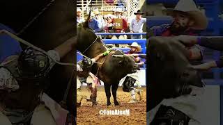 PRCA bullfighters save Cowboy at Rodeo prcarodeo [upl. by Ynnus]